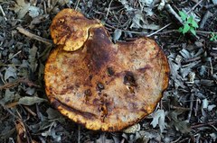 Buglossoporus quercinus