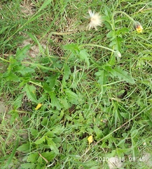 Tridax procumbens