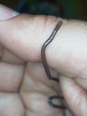 Liotyphlops bondensis