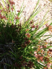 Juncus confusus