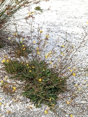 Verbascum pyroliforme dudleyanum