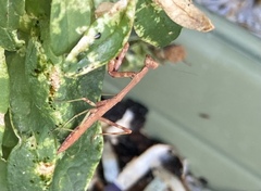 Stagmomantis carolina