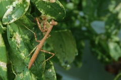 Stagmomantis carolina