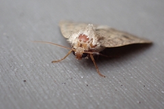 Caradrina morpheus