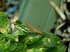 Stagmomantis carolina