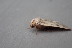 Caradrina morpheus