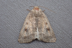 Caradrina morpheus