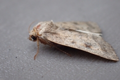 Caradrina morpheus