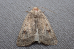 Caradrina morpheus