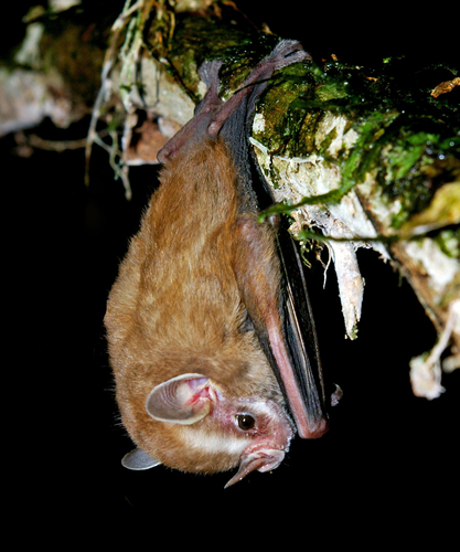 Southern Little Yellow-eared Bat