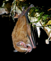 Southern Little Yellow-Eared Bat photo 2