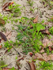 Hemidesmus indicus
