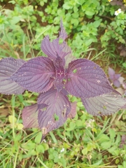 Perilla