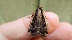 Eueretagrotis sigmoides