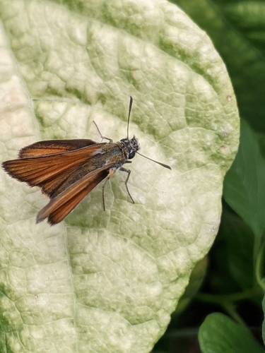 súmračník čiarkavý (Thymelicus lineola)