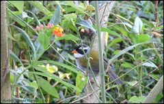 Arremon flavirostris