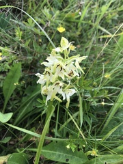 Platanthera chlorantha
