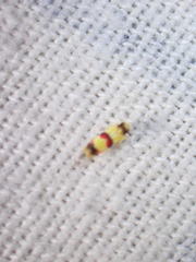 Erythroneura integra