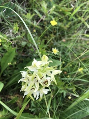 Platanthera chlorantha