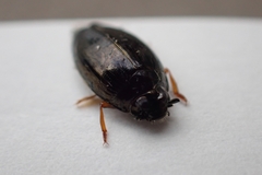 Gyrinus