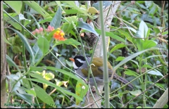 Arremon flavirostris