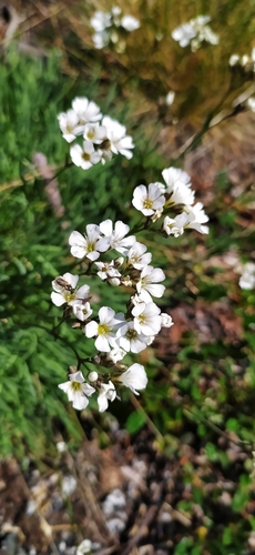 Image of Gypsophila uralensis by no rights reserved