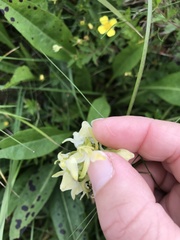 Platanthera chlorantha