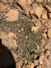 Mesembryanthemum paulum