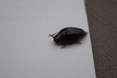 Gyrinus
