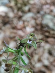 Epipactis leptochila neglecta