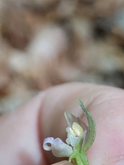 Epipactis leptochila neglecta