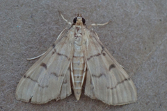 Herpetogramma theseusalis