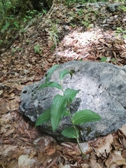 Epipactis leptochila neglecta