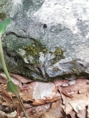 Epipactis leptochila neglecta