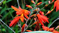 Crocosmia aurea