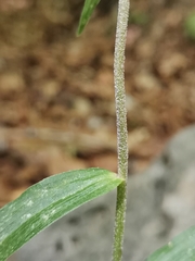 Epipactis leptochila neglecta