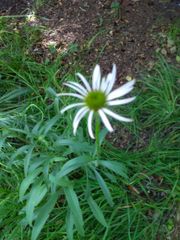Echinacea pallida
