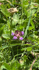 Prunella vulgaris
