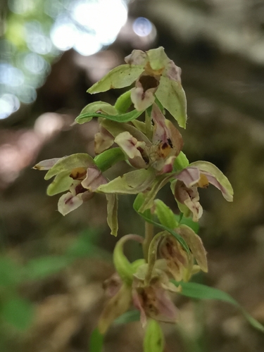 Image of Epipactis leptochila by (c) Ljaž, some rights reserved (CC BY)