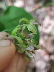 Epipactis leptochila neglecta