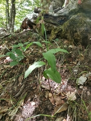 Epipactis leptochila neglecta