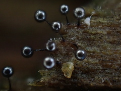 Collaria arcyrionema