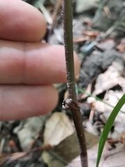 Epipactis leptochila neglecta