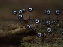 Collaria arcyrionema