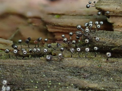 Collaria arcyrionema
