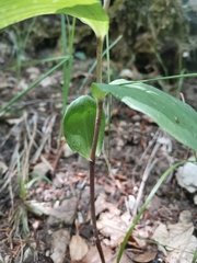 Epipactis leptochila neglecta