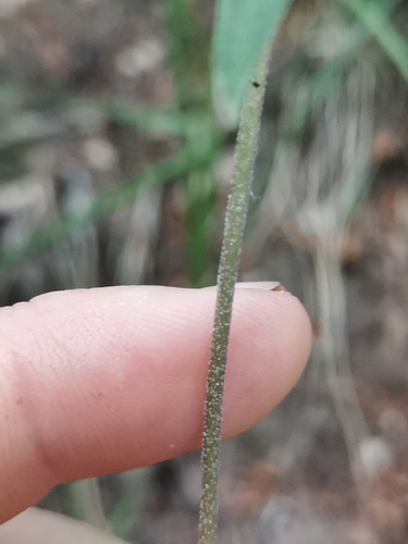 Image of Epipactis leptochila by (c) Ljaž, some rights reserved (CC BY)