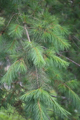 Pinus morrisonicola