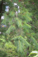 Pinus morrisonicola