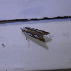 Catoptria permutatellus